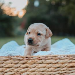 Labrador Retriever Puppies from Barefoot Kennels, LLC