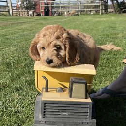Australian Labradoodle Puppies from NorthStar Labradoodles, LLC.