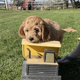 Australian Labradoodle Puppies from NorthStar Labradoodles, LLC.