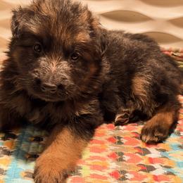 Wonder Bain - Black and red male German Shepherd puppy in Kingsley, Michigan from Legacy German Shepherds