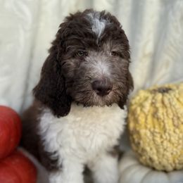 Lyric - Brown and white female Saint Berdoodle puppy in Chicago, Illinois from Gentle Giant Saint Berdoodles