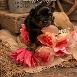 Uraraka - Black and tan female Pomeranian puppy in Sandia, Texas from Broken Arrow Poms