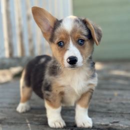 Cash (1500) - male Pembroke Welsh Corgi puppy in East Oakdale, California from Rhettro Kennels