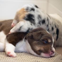 Australian Shepherd Puppies from Echolight Australian Shepherds