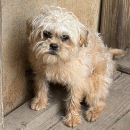 Jolli-spayed - Sable female Assorted Doodle Crosses puppy in Kentucky from Em&M Pomeranians