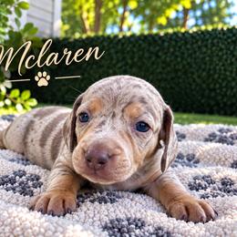 Mclaren - Dapple male Dachshund puppy in Boston, Massachusetts from London’s puppies