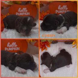 Corbin - AKC - Chocolate male Havanese puppy in Verden, Oklahoma from Holcombs Puppy Ranch