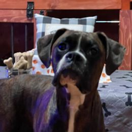 Lola - Boxer