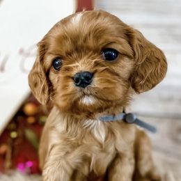 Cavalier King Charles Spaniels and Cavapoos from Mountain View Doodles