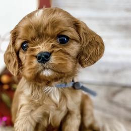 Cavalier King Charles Spaniels and Cavapoos from Mountain View Doodles