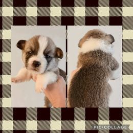 Black - Sable male Pembroke Welsh Corgi puppy in Ocala, Florida from Newlands Insane Danes and Corgis