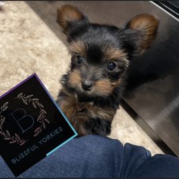 Yorkshire Terrier Puppies from Blissful_Yorkies