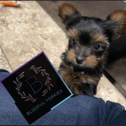Yorkshire Terrier Puppies from Blissful_Yorkies