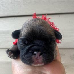 Sable Girl - Fawn female French Bulldog puppy in Tracys Landing, Maryland from A Cozy Kennel
