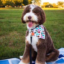 Iris - Bernedoodle