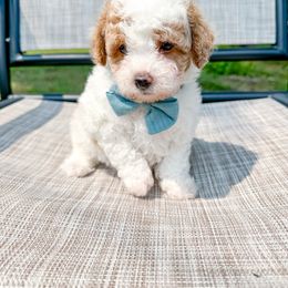 Parti Boy - Parti male Poodle puppy in Flint, Michigan from Anytime Doodles