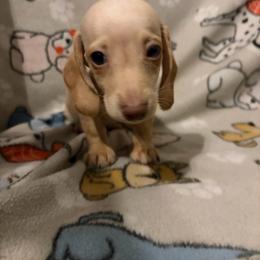 Bauldr - Cream male Dachshund puppy in Conroe, Texas from Dots Dachshunds