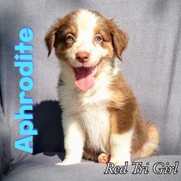 Aphrodite - Australian Shepherd puppy in Abilene, Texas from S&K Aussies N' Rotties