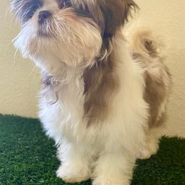 Shih Tzu Puppies from Jannete's Shih Tzus