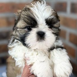 Petrie - Gold and white male Shih Tzu puppy in Morrisville, Missouri from Sweetbriar Shih Tzu