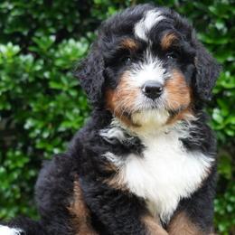Etienne - Tri-color male Bernedoodle puppy in Folsom, Louisiana from DoodlesFarmCo
