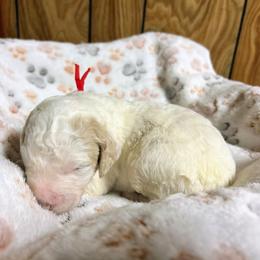 Waco - Cream male Goldendoodle puppy in Pittsburg, Texas from Grace Springs Goldendoodles