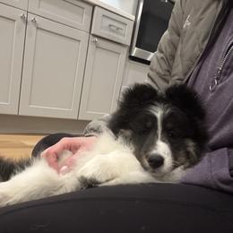 Finn - Black white and tan male Shetland Sheepdog puppy in Wilton, Connecticut from Rosmoor