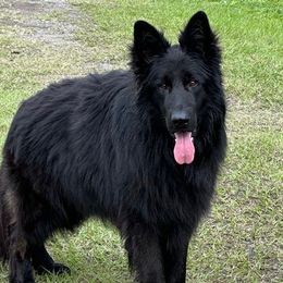 Judge - German Shepherd