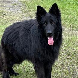 Judge - German Shepherd