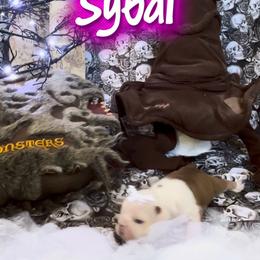 Girl 2 - Brindle female Bulldog puppy in Tremonton, Utah from Snuggle Pups