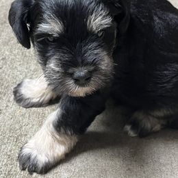 Lute - Black male Miniature Schnauzer puppy in Port Orchard, Washington from Silver Bells Miniature Schnauzers