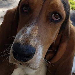 Basset Hounds from Classic Tails