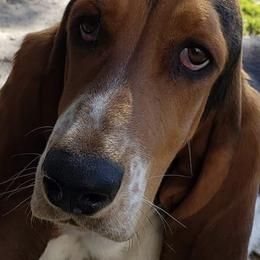 Basset Hounds from Classic Tails