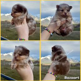AKC Holly - Chocolate merle female Pomeranian puppy in Saint Ignatius, Montana from Pomeranians Montana