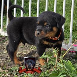 Rottweiler Puppies from Spoon River Rottweilers