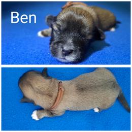 Ben - Brown male Lhasa Apso puppy in Cincinnati, Ohio from Shangri-La Lhasa Apsos