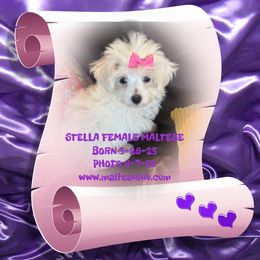 Girl 2 - female Maltese puppy in Silverhill, Alabama from Malteseuluv’s Tiny Treasurers