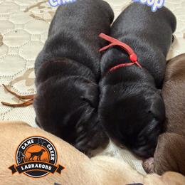 Lucky Charms - Black male Labrador Retriever puppy in Dickson, Tennessee from Cane Creek Labradors