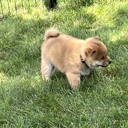 Shiba Inu Puppies from Kaste Kennel
