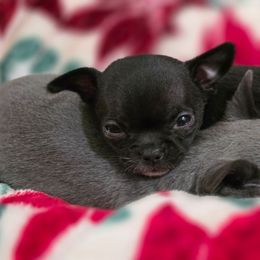 Black beauty - Black and white female Chihuahua puppy in Amity, Pennsylvania from Rhoda and Verna