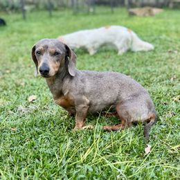Aggie - Dachshund