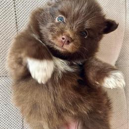 Pomeranian Puppies from Lucky Poms