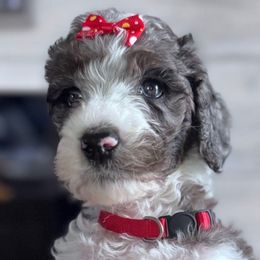 Pudding (Red Collar) - Merle female Goldendoodle puppy in Toledo, Ohio from Avery Doodle Day LLC