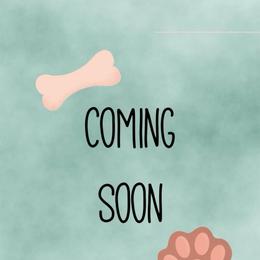 Prince - Apricot male Maltipoo puppy in Melissa, Texas from Southern Love Cavapoos & Maltipoos