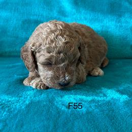 F55 - Sable female Goldendoodle puppy in West Point, Iowa from Jim Anderson