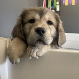 Girl 1 - Tibetan Mastiff puppy in Colorado Springs, Colorado from Wanderlust Tibetan Mastiffs
