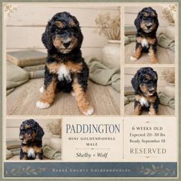Paddington - Phantom male Goldendoodle puppy in Macclenny, Florida from Baker County Goldendoodles