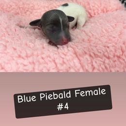 Female 4 - Gray (blue) female Dachshund puppy in Scottdale, Pennsylvania from Our Sweet Dachshund Farm