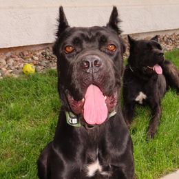 Cane Corso from Jay Harrison