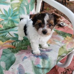 Yorkshire Terrier Puppies from Wild Azalea Yorkies on FB